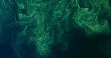 From pond scum to premium skincare? Deep Blue Biotech is all in on blue-green algae to make better chemicals